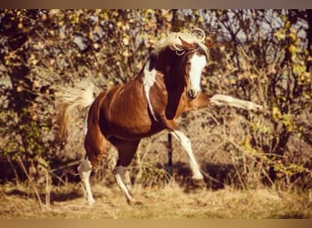 Arabian Partbred, Mare, 14 years, 14,2 hh, Tobiano-all-colors