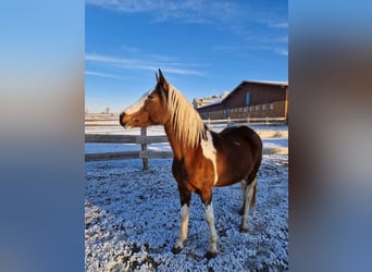 Arabian Partbred, Mare, 14 years, 14,2 hh, Tobiano-all-colors