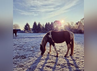 Arabian Partbred, Mare, 14 years, 14,2 hh, Tobiano-all-colors