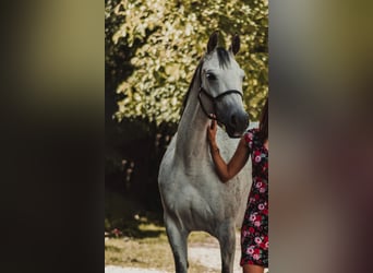 Arabian Partbred, Mare, 14 years, 15,2 hh, Gray-Fleabitten