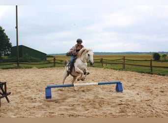 Arabian Partbred Mix, Mare, 15 years, 14.2 hh, Gray-Fleabitten