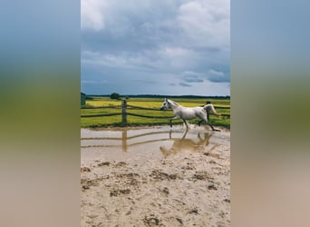 Arabian Partbred Mix, Mare, 15 years, 14.2 hh, Gray-Fleabitten