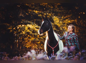 Arabian Partbred, Mare, 17 years, 15.2 hh, Tobiano-all-colors