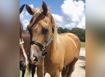 Arabian Partbred Mix, Mare, 17 years, 16 hh, Palomino