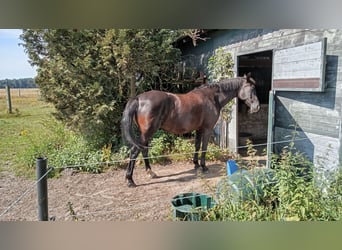 Arabian Partbred, Mare, 19 years, 9,1 hh, Black