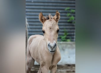 Arabian Partbred, Mare, 1 year, 14.1 hh, Dun