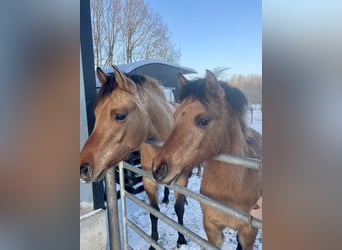 Arabian Partbred, Mare, 1 year, 14.1 hh, Dun