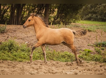 Arabian Partbred, Mare, 1 year, 14.1 hh, Dun