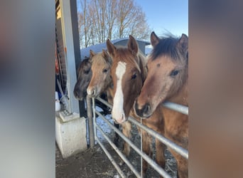 Arabian Partbred, Mare, 1 year, 14.1 hh, Dun