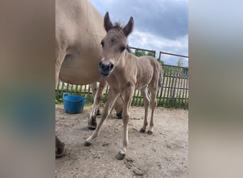 Arabian Partbred, Mare, 1 year, 14.1 hh, Dun