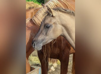 Arabian Partbred, Mare, 1 year, 14.1 hh, Grullo