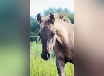 Arabian Partbred, Mare, 1 year, 14.1 hh, Grullo