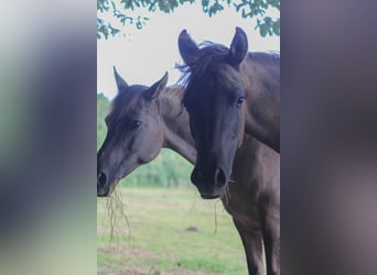 Arabian Partbred, Mare, 1 year, 14.1 hh, Grullo