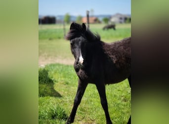 Arabian Partbred, Mare, 1 year, 14.2 hh, Black