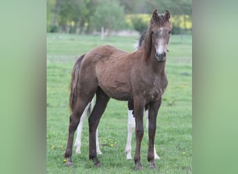 Arabian Partbred, Mare, 1 year, 14.2 hh, Gray-Red-Tan