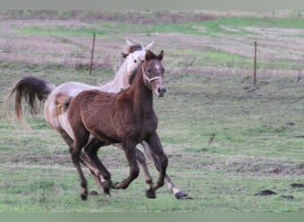 Arabian Partbred, Mare, 1 year, 14.2 hh, Gray-Red-Tan