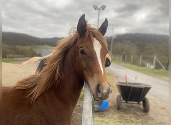 Arabian Partbred, Mare, 1 year, 14.3 hh, Chestnut-Red