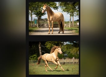 Arabian Partbred, Mare, 1 year, 14,1 hh, Champagne
