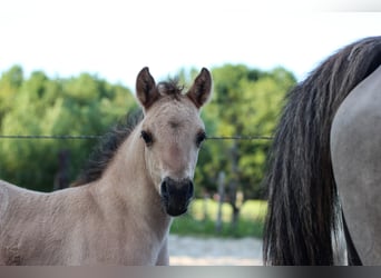 Arabian Partbred, Mare, 1 year, 14,1 hh, Dun