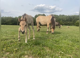 Arabian Partbred, Mare, 1 year, 14,1 hh, Dun