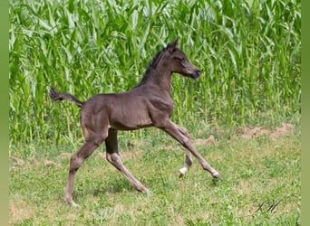 Arabian Partbred, Mare, 1 year, 14,2 hh, Black