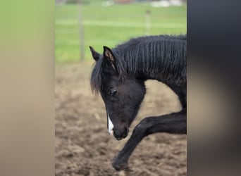 Arabian Partbred, Mare, 1 year, 14,2 hh, Black