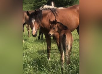 Arabian Partbred, Mare, 1 year, 14,2 hh, Brown