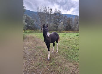 Arabian Partbred, Mare, 1 year, 15,1 hh