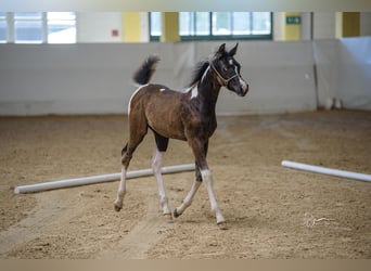 Arabian Partbred, Mare, 1 year, 15,1 hh