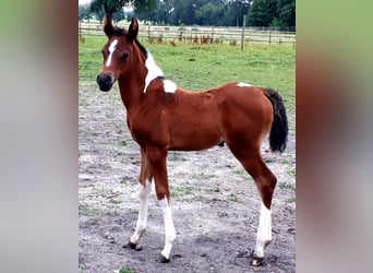 Arabian Partbred, Mare, 1 year, 15 hh, Tobiano-all-colors