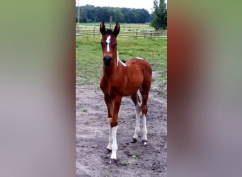 Arabian Partbred, Mare, 1 year, 15 hh, Tobiano-all-colors