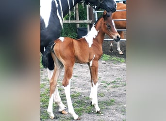 Arabian Partbred, Mare, 1 year, 15 hh, Tobiano-all-colors