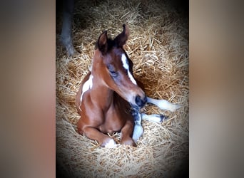 Arabian Partbred, Mare, 1 year, 15 hh, Tobiano-all-colors