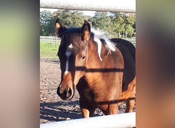 Arabian Partbred, Mare, 1 year, 15 hh, Tobiano-all-colors