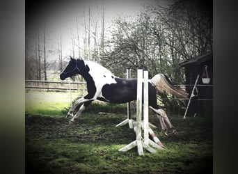 Arabian Partbred, Mare, 1 year, 15 hh, Tobiano-all-colors