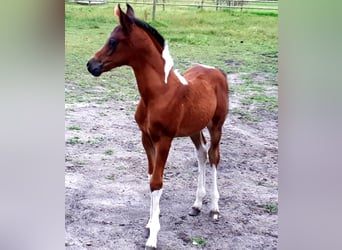 Arabian Partbred, Mare, 1 year, 15 hh, Tobiano-all-colors