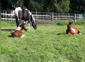 Arabian Partbred, Mare, 1 year, 15 hh, Tobiano-all-colors