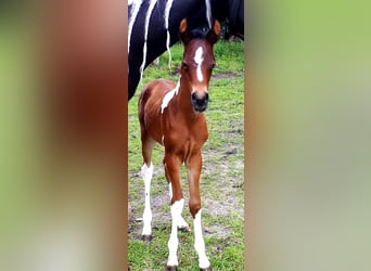 Arabian Partbred, Mare, 1 year, 15 hh, Tobiano-all-colors