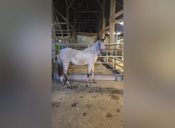 Arabian Partbred, Mare, 1 year, 15,1 hh, Buckskin