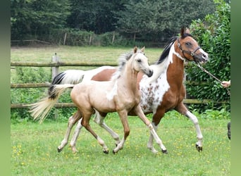 Arabian Partbred, Mare, 1 year, 15,1 hh, Buckskin