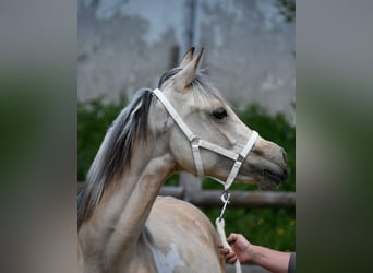 Arabian Partbred, Mare, 1 year, 15,1 hh, Buckskin