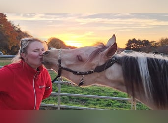 Arabian Partbred, Mare, 1 year, 15,1 hh, Buckskin
