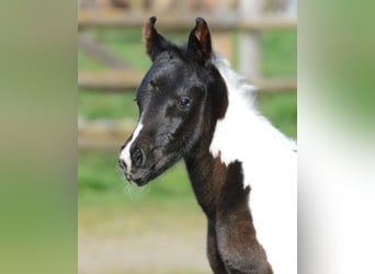 Arabian Partbred, Mare, 1 year, 15,1 hh, Tobiano-all-colors