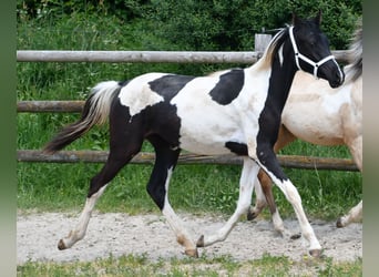 Arabian Partbred, Mare, 1 year, 15,1 hh, Tobiano-all-colors