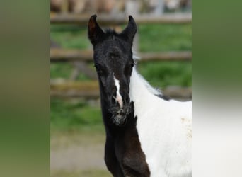Arabian Partbred, Mare, 1 year, 15,1 hh, Tobiano-all-colors