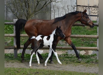 Arabian Partbred, Mare, 1 year, 15,1 hh, Tobiano-all-colors