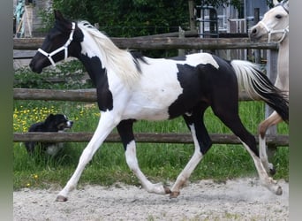 Arabian Partbred, Mare, 1 year, 15,1 hh, Tobiano-all-colors