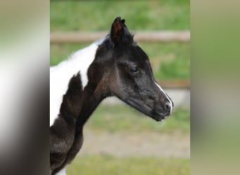 Arabian Partbred, Mare, 1 year, 15,1 hh, Tobiano-all-colors