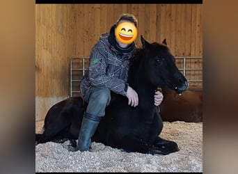 Arabian Partbred, Mare, 1 year, Black