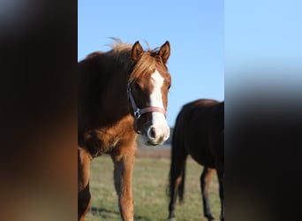 Arabian Partbred, Mare, 1 year, Chestnut-Red